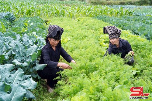 Nông dân xã Thuận Châu lựa chọn các loại cây trồng thích ứng với đổi khí hậu.
