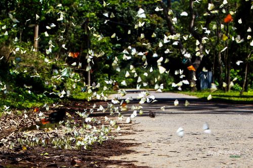Đàn bướm xuất hiện dày đặc trên cung đường rừng ở Cúc Phương.