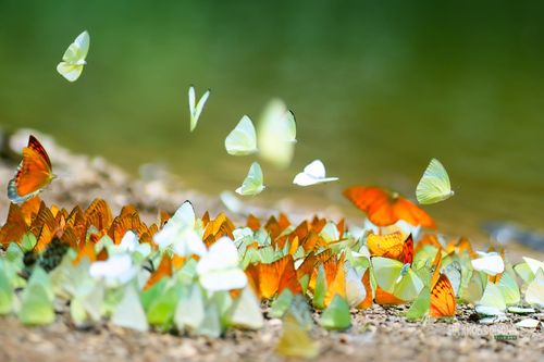 Bướm trắng, vàng, cam đậu kín mặt đất.