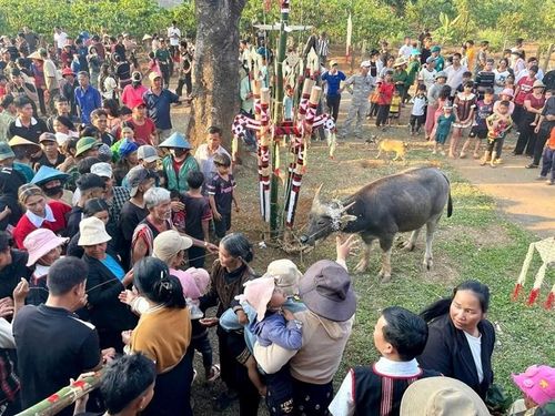 Người dân tung những nắm gạo trắng và sợi dây rừng lên mình con trâu hiến sinh nhằm gửi gắm niềm tin, trao đi những ước vọng chân thành đến Yàng, mong được chở che, phù hộ