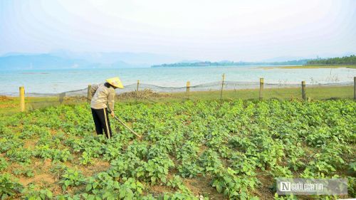 Những người nông dân tận dụng mảnh đất màu mỡ ven hồ để canh tác.