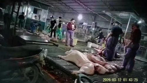 Hiện trường cơ sở giết mổ tại xã Nam Phù vừa bị cơ quan CSĐT triệt phá