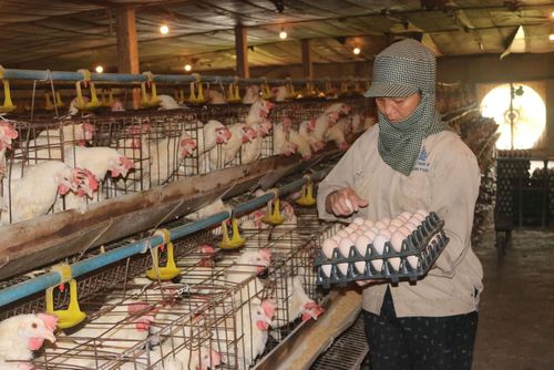 Trong khi chi phí sản xuất tăng cao, giá sản phẩm chăn nuôi lại giảm. Ảnh: PV