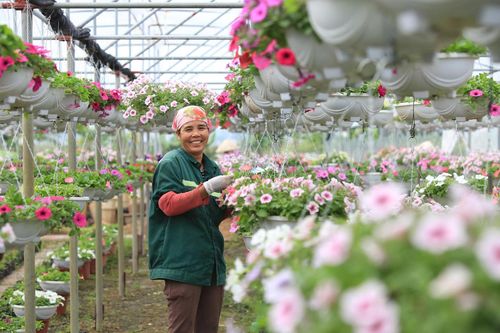 Trồng hoa tại Mê Linh. Ảnh: Phạm Hùng