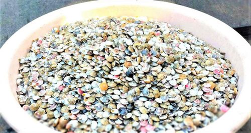 Ốc gạo bán với giá 75.000 đồng/lon. Ảnh: Tấn Thành.