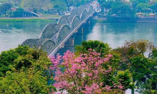  "Để khẳng định vị thế tôn quý của loài cây này, vua Minh Mạng cho khắc hình tượng ngô đồng lên Nhân Đỉnh, một trong 9 đỉnh đồng lớn đặt trong Hoàng thành. Đặc biệt, cây ngô đồng được coi là loài cây quý, có khả năng hấp thụ tinh hoa đất trời, mang lại sự bình an và hưng thịnh cho đất nước. Khi bắt đầu nở hoa, những chùm hoa li ti, mong manh nhưng lại tạo nên vẻ đẹp kiêu sa, khiến bao người say đắm", vị thạc sĩ thông tin. 