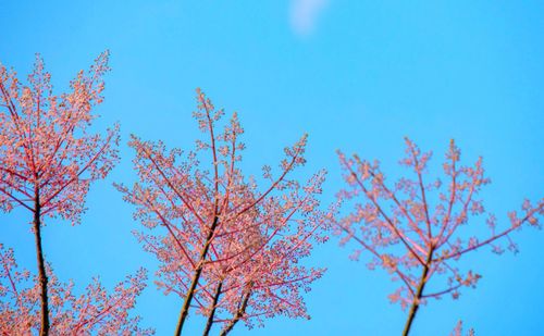  Loài cây này được trồng nhiều bên trong Hoàng cung Huế. 