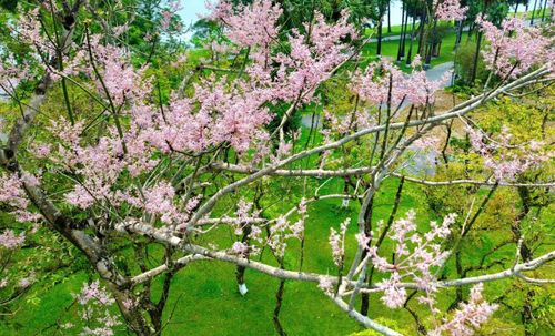  Không chỉ trong Hoàng cung Huế, nhiều cây ngô đồng bên bờ sông Hương, dày đặc là khu vực gần cầu Trường Tiền, tạo nên không gian thơ mộng. 
