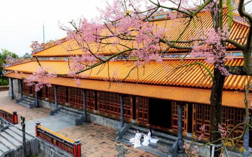  Hoa ngô đồng thường nở từ khoảng tháng 3 đến tháng 5 âm lịch. Mỗi độ vào mùa, sắc hoa như phủ nhẹ lên không gian trầm mặc của chốn cung đình, làm nổi bật thêm vẻ đẹp cổ kính vốn có của Hoàng cung Huế. 