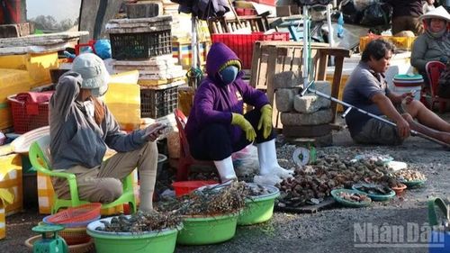 Tiểu thương bày các loại hải sản vào phiên chợ sáng.