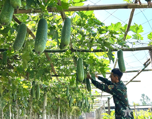  Chiến sĩ mới tích cực tăng gia sản xuất, góp phần nâng cao chất lượng đời sống. 