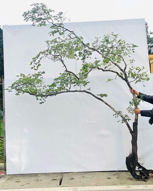  Muội hồng được khai thác để làm cây cảnh. Ảnh: CỤC LÂM NGHIỆP VÀ KIỂM LÂM 