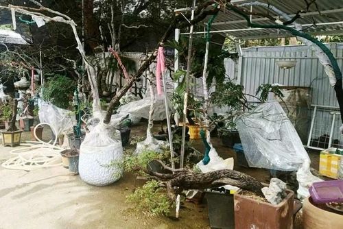  Cơ quan kiểm lâm thu giữ hàng trăm cây muội hồng để xử lý theo quy định. Ảnh: CỤC LÂM NGHIỆP VÀ KIỂM LÂM 