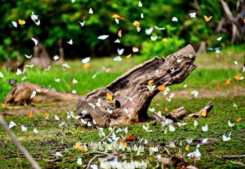 Tuy nhiên, năm nay bướm xuất hiện sớm hơn khoảng 2-3 tuần, bay rợp trên tán cây và tụ thành từng đàn bên mặt hồ, tạo nên khung cảnh lung linh, huyền ảo.