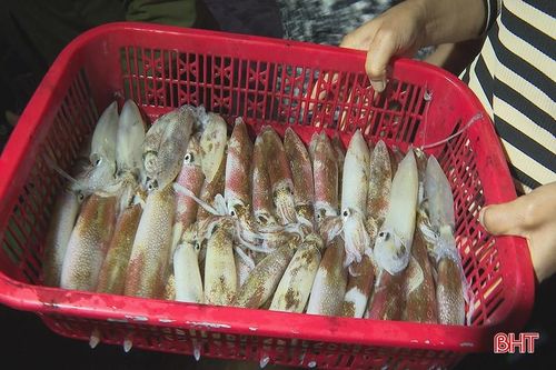 Thành quả của một đêm dài lênh đênh trên biển là những mẻ mực tươi óng ánh.