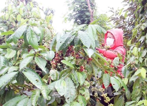Nông dân trồng cà phê Robusta tại Đắk Lắk đang thu hoạch. Ảnh: Kha Phạm - TTXVN