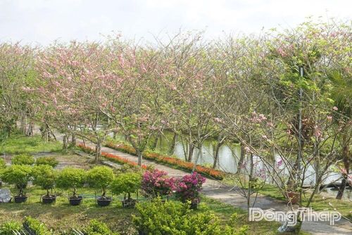 Vẻ đẹp thơ mộng của hàng trăm cây muồng hoa đào đang độ nở rộ, tạo nên một điểm nhấn khác biệt giữa lòng làng hoa Sa Đéc.
