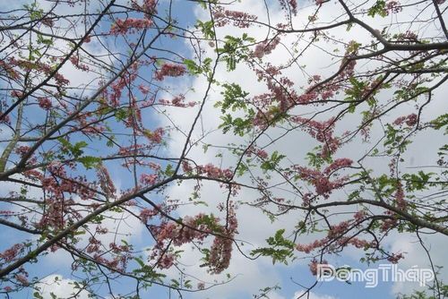 Sắc hồng xen lẫn sắc trắng tinh khôi của hoa muồng đào vươn mình giữa bầu trời xanh trong vắt của những ngày tháng Tư.