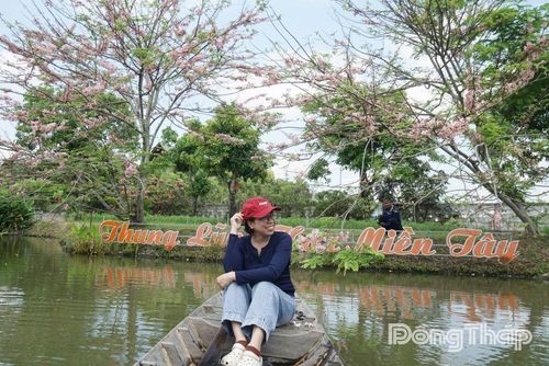 Vẻ đẹp thơ mộng của sắc hồng hoa muồng đào thu hút du khách đến tham quan, chụp ảnh lưu niệm tại Sa Đéc.