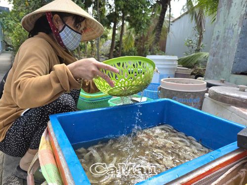 Tôm nhỏ nên năng suất không cao, giá bán rất thấp nên hầu hết nông dân đều thua lỗ.
