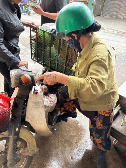 Thu gom mèo ở các địa bàn của Hà Nội. Ảnh: CACC