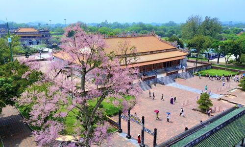 Tháng 4 đến cũng là lúc cây ngô đồng trong Hoàng cung Huế và không gian bên bờ sông Hương bắt đầu thi nhau khoe sắc. Khi trút bỏ hết lá, cây hiện lên với những chùm hoa nhỏ li ti, phủ sắc hồng dịu dàng, tạo nên vẻ đẹp đầy kiêu sa.