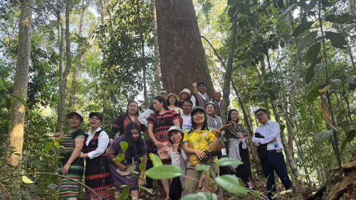 Đặc biệt, hành trình vào rừng, tham quan rừng di sản pơmu đã mang lại cho du khách trải nghiệm độc đáo, khám phá thiên nhiên và hiểu thêm về đời sống văn hóa, câu chuyện về văn hóa giữ rừng của đồng bào Cơ Tu