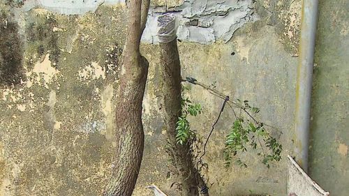 Thân cây muội hồng đang được tạm giữ tại đội kiểm lâm cơ động thuộc Chi cục Kiểm lâm tỉnh Thanh Hóa. Ảnh: KLTH
