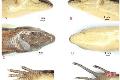 Hình thái loài thằn lằn cổ Vũ Quang mới được công bố.