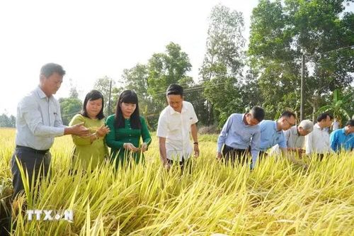 Kết quả thực tế cho thấy, năng suất lúa trong mô hình tăng thêm 0,89 tấn/ha so với canh tác truyền thống. Sau khi trừ chi phí đầu vào như phân bón, nhân công và bơm tưới, lợi nhuận của nông dân cao hơn 5,5 triệu đồng/ha. (Ảnh: Thu Hiền/TTXVN)