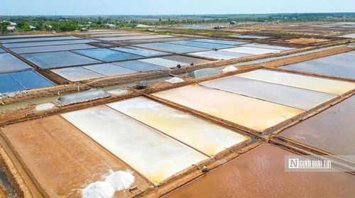 Sân kết tinh trên cánh đồng muối được chia ô thẳng tắp, mặt ruộng phản chiếu ánh nắng gay gắt điều kiện lý tưởng để bắt đầu kết tinh thành muối. Đây là công đoạn then chốt, quyết định đến độ trắng, độ sạch và giá trị thương phẩm của hạt muối, đòi hỏi diêm dân phải canh chuẩn thời điểm, thời tiết và độ mặn để tránh rủi ro từ những cơn mưa trái mùa.