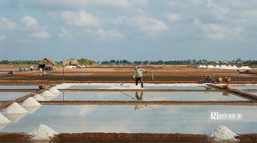 Giữa trưa nắng gần 40 độ C, diêm dân lom khom cào muối. Mỗi nhát cào là thành quả của nhiều ngày “nuôi nước”.