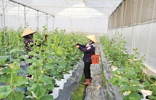 Công ty TNHH Thương mại - Dịch vụ nông nghiệp công nghệ cao Rich Farm, xã Sao Vàng đầu tư phát triển sản xuất nông nghiệp ứng dụng công nghệ cao.