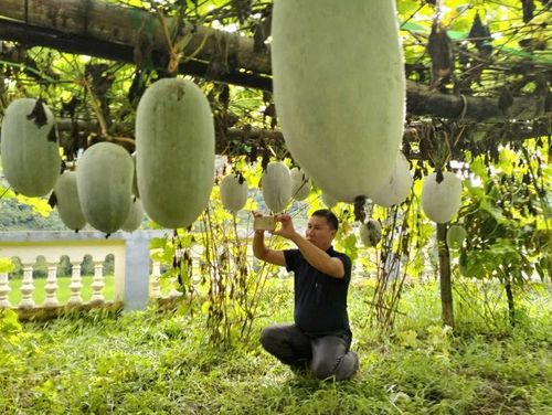 Mô hình trồng bí thơm tại xã vùng cao Mường Chanh đang mang lại hiệu quả kinh tế rõ rệt.