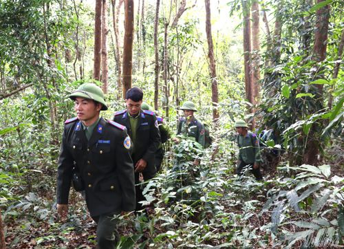 Cán bộ Ban Quản lý khu dự trữ thiên nhiên Mường Nhé tuần tra rừng. 