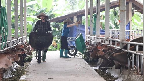 Trang trại nuôi bò lấy thịt tại xã Lâm Thượng.
