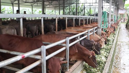 Nhiều doanh nghiệp đã ứng dụng chuyển đổi số trong chăn nuôi đại gia súc.