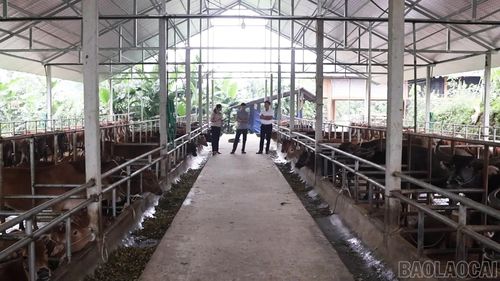 Chuyển đổi số trong chăn nuôi trở thành nhiệm vụ hàng đầu của tỉnh Lào Cai trong lĩnh vực nông nghiệp.