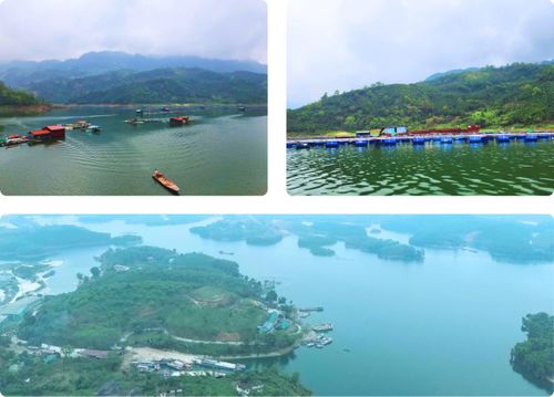 Tiềm năng phát triển nghề nuôi cá trên các lòng hồ thủy điện, hồ nhân tạo trên địa bàn tỉnh là rất lớn.