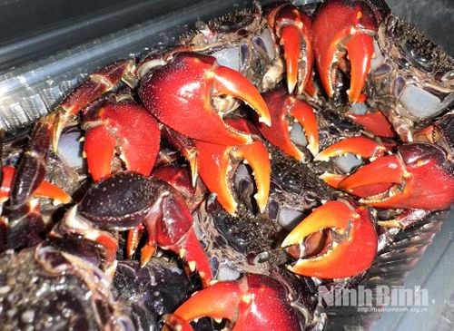 Cáy mật được sơ chế sạch sẽ, đóng túi, hút chân không, bảo đảm tươi ngon khi tới tay người tiêu dùng.