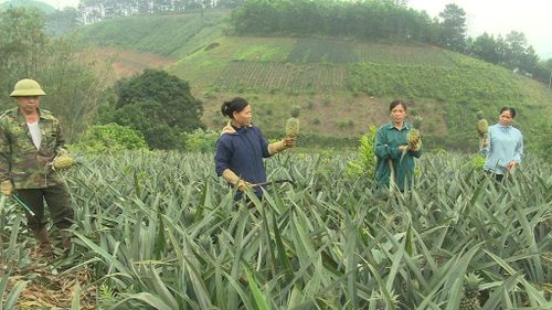 Gia đình ông Nông Văn Nghị, xóm Nà Roác 1 mở rộng diện tích trồng dứa lên hơn 1 ha, tương đương khoảng 4 vạn cây, tăng gần một nửa so với vụ trước