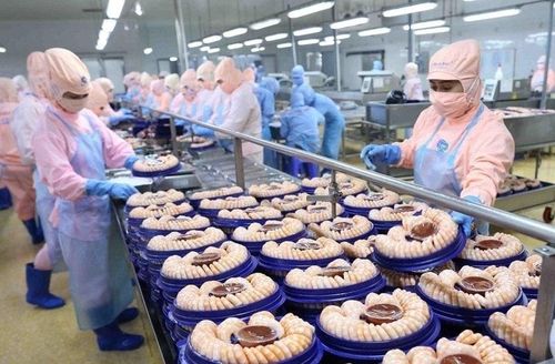 Chế biến tôm xuất khẩu tại Công ty cổ phần Thực phẩm Sao Ta. Ảnh: Danh Lam