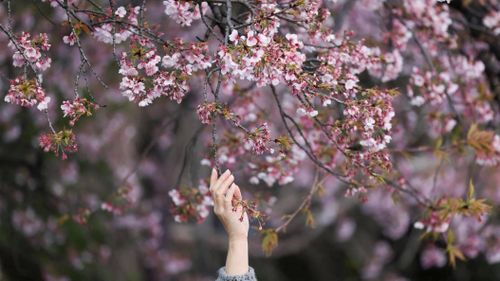  Một du khách với tay chạm vào những bông hoa anh đào nở sớm tại công viên Ueno ở Tokyo, Nhật Bản ngày 17/3. Ảnh: Issei Kato/Reuters. 