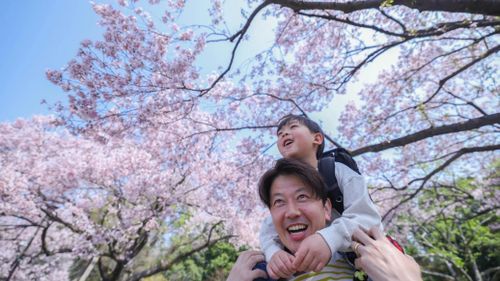  Cậu bé Natsume Kimoto, chuẩn bị vào lớp 1 từ tháng 4, ngồi trên vai bố ngắm hoa anh đào ở Tokyo hôm 29/3. Ảnh: Yuki Kohara. 