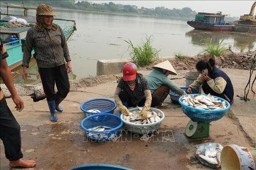 Sau khi đánh bắt, cá mòi được các tiểu thương thu mua ngay tại bến phà Vũ Điện, thuộc phường Phố Hiến (Hưng Yên).