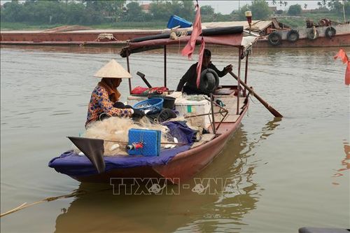 Cá mòi được đánh bắt bằng lưới truyền thống tại khúc sông Hồng chạy qua phường Phố Hiến (Hưng Yên).