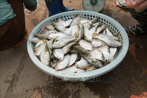 Cá mòi được coi là đặc sản của vùng đất Hưng Yên.