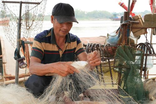 Ông Trần Văn Đào, xã Nam Sang (Ninh Bình) đang gỡ những con cá mòi mắc lưới. Ảnh Mạnh Khánh/TTXVN