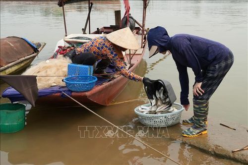 Sau khi đánh bắt, cá mòi được các tiểu thương thu mua ngay tại bến phà Vũ Điện, thuộc phường Phố Hiến (Hưng Yên).