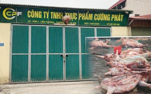 300 tấn lợn bệnh lọt thỏm vào trường học, chợ đầu mối.